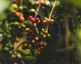 Coffee plant